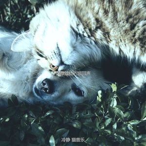 温和训练猫梦想