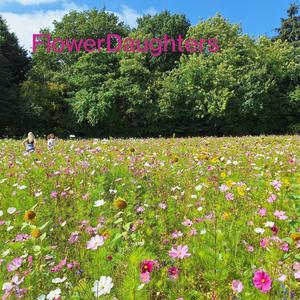 Die Mohnblume- Poppy's Polka