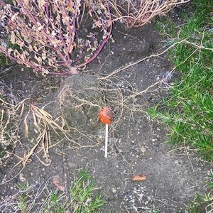 I Hurt Myself Today (feat. Sterling Bidler)