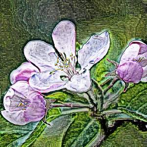 Cerebellum