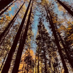 Fir Trees