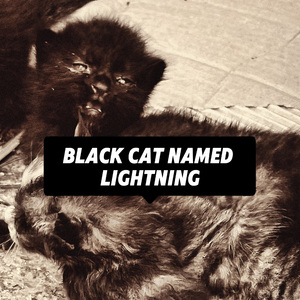 小黑(To我的小猫闪电)