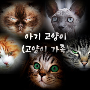 아기 고양이 (고양이 가족)