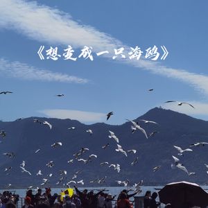 想变成一只海鸥