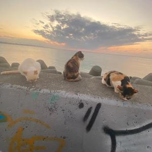 さよならの理由はラテンの夜に