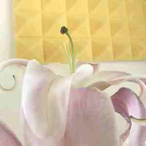 盛开在房间里的盛夏（Mai 玩具盒 bonus）