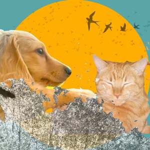 Togo y Sueca en Aubocassa