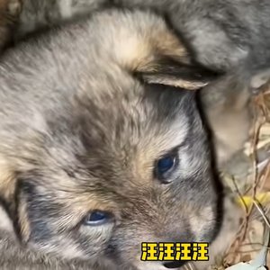 土坡坡上的狗尾草（自调2倍速）