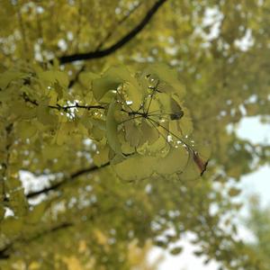 Blue Lake （demo）