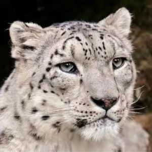 免费 ''芝士雪豹''_连麻Swimming/艾志恒Asen/Lil baby Type Beat