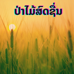 ປ່າໄມ້ສົດຊື່ນ