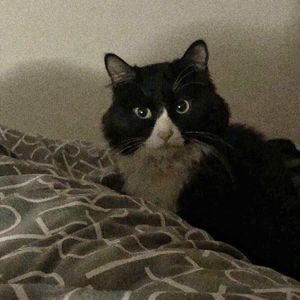 泰舒湖里游小鱼demo