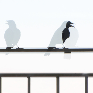 בעיות זהות מילים יונה וולך