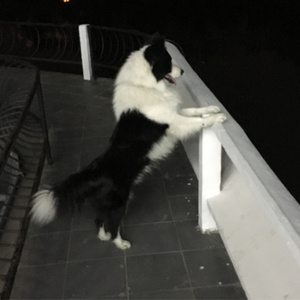 听说爱情回来过（Cover 林忆莲）