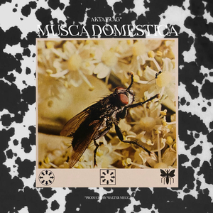 Aktafrag - Musca Domestica