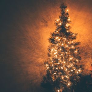 Reindeer