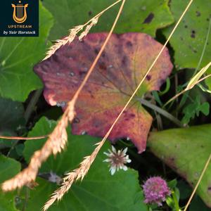 נוסחת האהבה