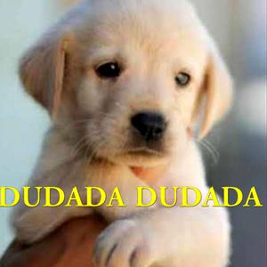 DUDADA DUDADA