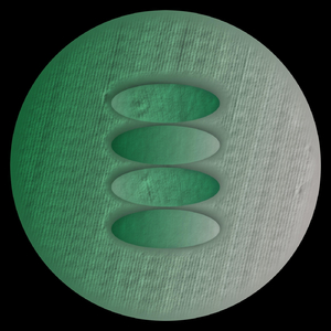 Chlorophyll