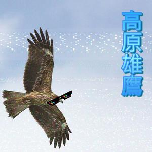 高原雄鹰