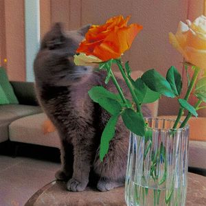 Uchiage Hanabi(Ensemble) (Violin&Harp)