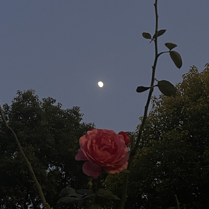 爱上你的清澈与不堪