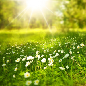 卡农 Canon in D  1653-1706