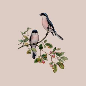 Two Birds on a Branch