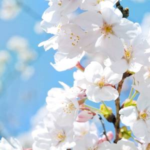 【锦鲤抄日文版】桜の花が舞い落ちるとき(cover)