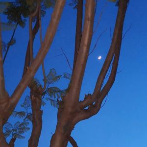 大鱼（cover周深）