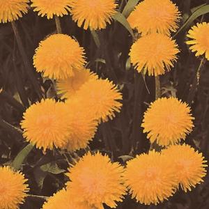DANDELIONS I LOVE 2