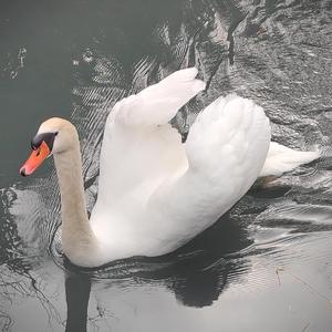 Recomposed by Aliberti: Sorace's "Vivremo Insieme"