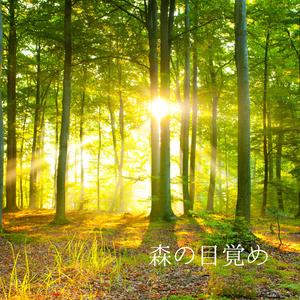 【ゆったりBGM】森編 -森の目覚め – Awakening Forest（癒し・瞑想・リラックス・作業用BGM）