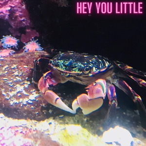 Hey You Little