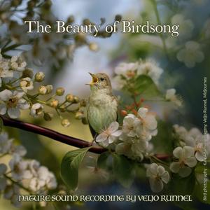 Master of Composition: Blyth's Reed Warbler