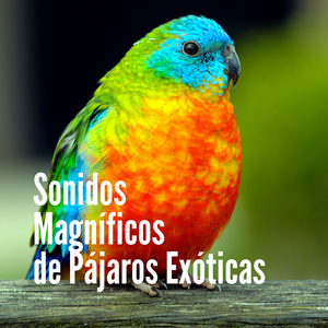 Canto Mágico de Aves de Mejor Canto y Ruidos del Mar para Dormir Profundamente