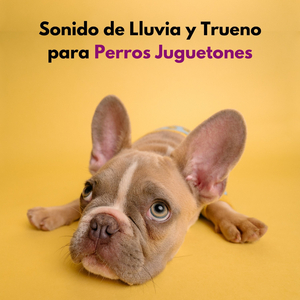 Sonido De Lluvia Y Trueno Para Energizar A Sus Perros