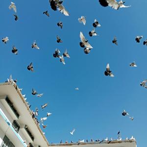 কেল্লা শাহ’রে পাইলে