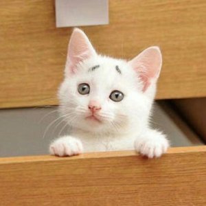 环岛旅行（Cover 熊宝贝乐团）