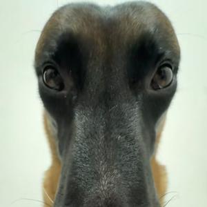 大狗大狗叫叫叫（力竭版）