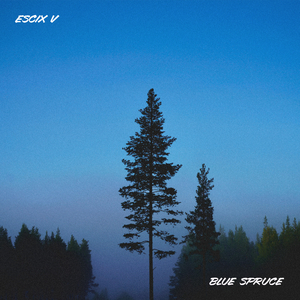 Blue Spruce