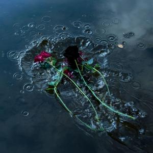 Virágom, Dallamom (Miután Mindenki Itthagyott)