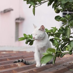 非
