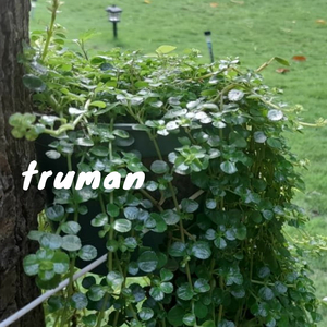 Truman