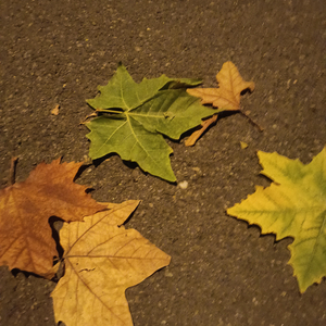 WAV文件_心恋_68817595275869185_1775640460885.wav