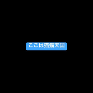 ここは猫猫天国