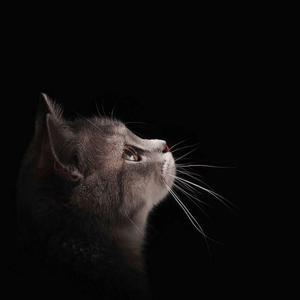 父亲写的散文诗