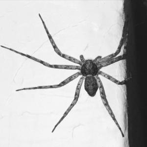 Spiders (feat. doola)