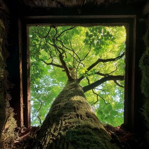 tree_小鱼干要暴富_2119968