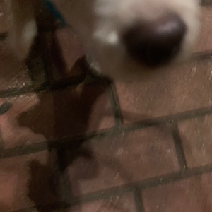 GO POP!（泡泡声-2）